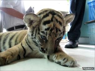 Video: Adorable Baby Tiger Being Smuggled Into US From Mexico Rescued