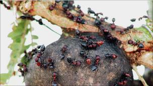Ants work with acacia trees to prevent elephant damage