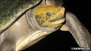 Central American River Turtle (Thomas Rainwater)