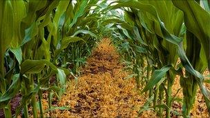 Genetically modified maize. Picture from Science Photo Library.