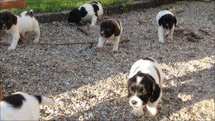 Some of the eight puppies that were stolen