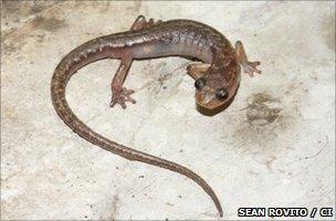 Cave splayfoot salamander