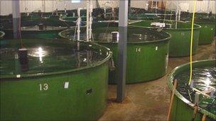 Tanks containing salmon