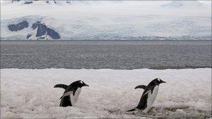 Gentoo penguins in Antarctica. File pic