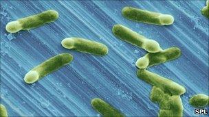 Clostridium difficile sporulating on a stainless steel surface