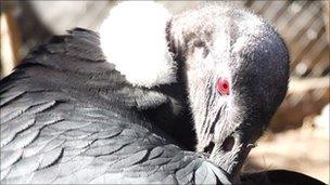 Andean condor - photo courtesy of Diego Vallmitjana, Aonek´er GIS Solutions, Argentina.