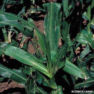 Plant with corn borer damage