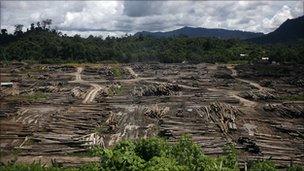 A timber depot in Sarawak, Malaysia