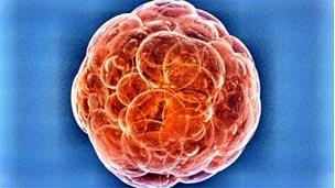 embryonic stem cell
