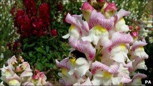 A bumblebee extracting nectar and pollen from a snapdragon