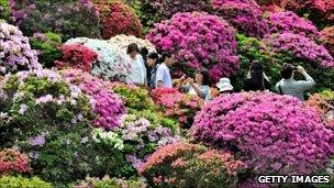 Viewing massed rhododendrons in Tokyo