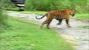 A photo taken of the captured tiger in September (photo: Wildlife Trust of India)