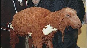 Sheep covered in red sludge