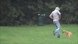 Man kicks dog