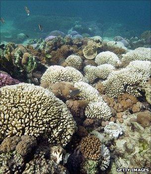Bleached coral (Getty Images)