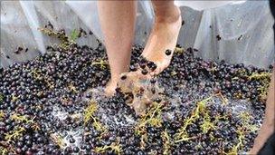 Crushing grapes