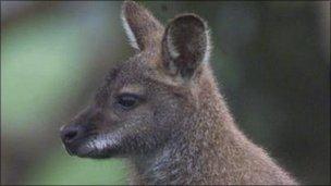 Wallaby