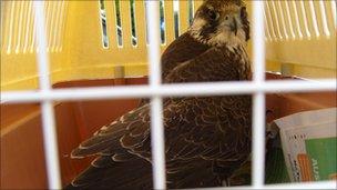 Peregrine falcon in plastic cage