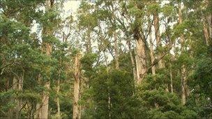 Tasmanian rain forest