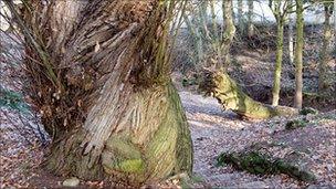 Sweet chestnut; pic courtesy Ed Parker