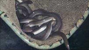Generic picture of eels in a net