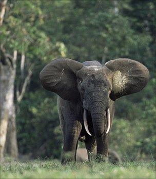 Elephant (Image: BBC)