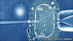 A human egg being pierced by a needle containing a single sperm as part of IVF treatment