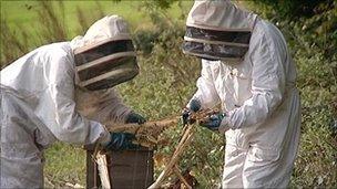 Beekeepers at site of attack