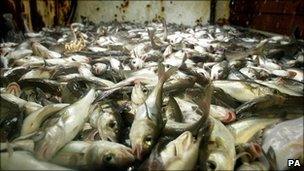 Mixed batch of fish caught off the Scottish east coast