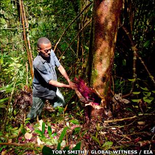Madagascan logger (T Smith/Global Witness/EIA