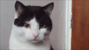 Merlin the cat who was tormented in a sick attack near his home in Craven Arms, Shropshire
