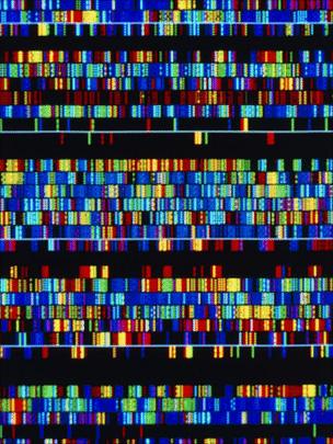 human genetic map