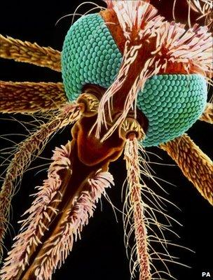 The mosquito carries the malaria parasites
