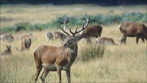 Red deer