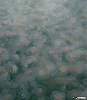 Moon jellyfish (Image: Michelle Cronin/Coastal & Marine Resources Centre)