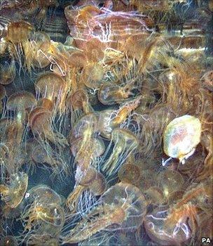 Jellyfish bloom (Image: PA)