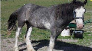 Rascal, the horse found dead in a field in Alfriston with multiple injuries