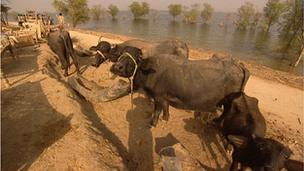 Bullocks by the flood water in Sindh province, Pakistan