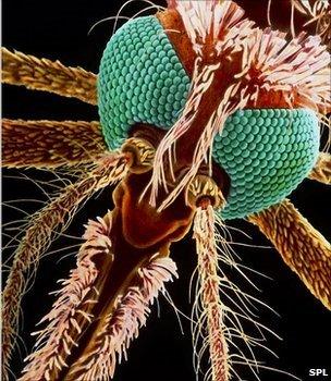 Close-up image of a mosquito