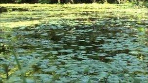 Floating Pennywort plants blocking river