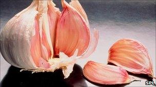 Garlic