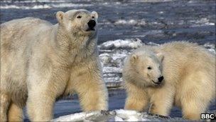 Polar bears (archive picture)