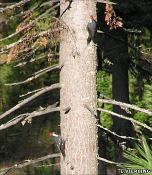 Pileated woodpeckers (Lee Vierling)