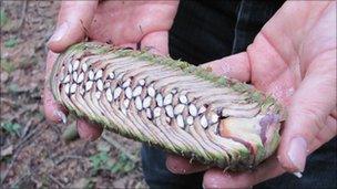 A pinecone halved lengthwise