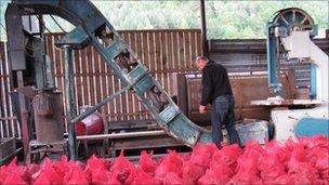 Inside the Fair Trees factory, with red bags full of cones in the foreground