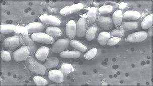 Halomonadaceae bacteria