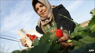 A Palestinian farmer picks strawberries in Beit Lahia, northern Gaza Strip, in November