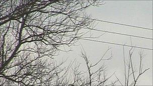 Trees near power lines