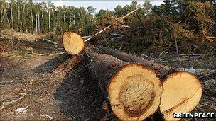 Trees felled in Khimki forest (image: Greenpeace Russia)