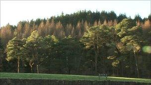 Brown diseased trees amid the greenery of healthy forest